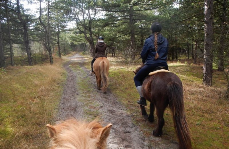 Paardenrijden vlieland vliemare 3