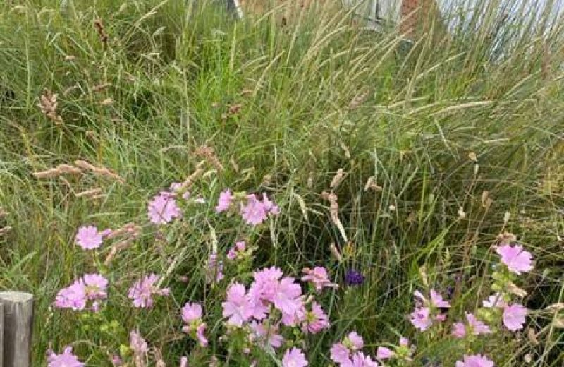 Paddestoel vakantiehuisje vliemare 12